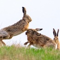 Brown hares, Niederleis, Austria